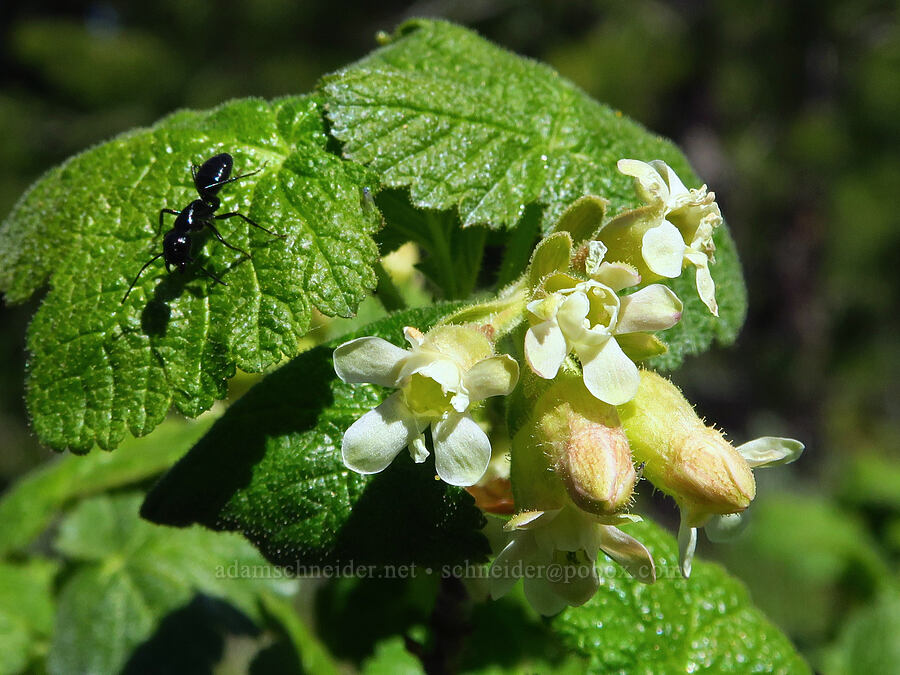 sticky currant flowers (Ribes viscosissimum) [southeast of Chumstick Mountain, Okanogan-Wenatchee National Forest, Chelan County, Washington]