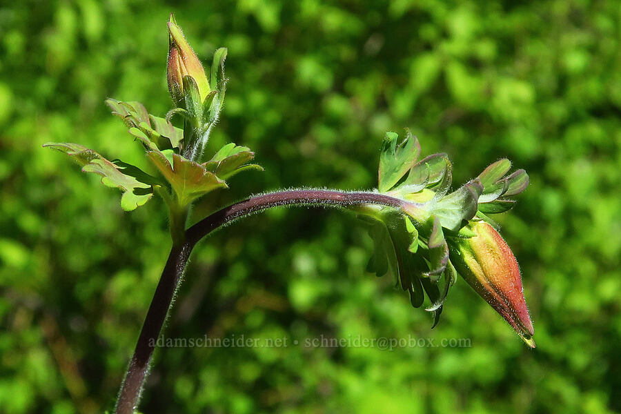 western columbine, budding (Aquilegia formosa) [Forest Road 7500, Okanogan-Wenatchee National Forest, Chelan County, Washington]