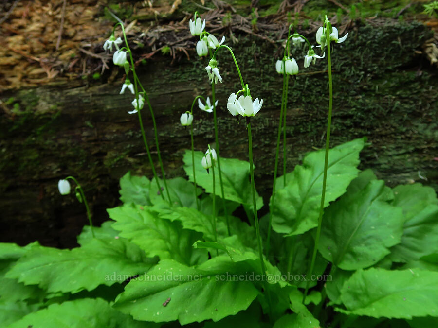 white shooting-star (Dodecatheon dentatum (Primula latiloba)) [Forest Road 7500, Okanogan-Wenatchee National Forest, Chelan County, Washington]