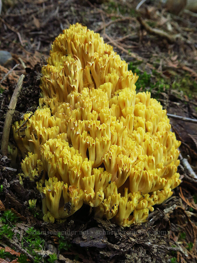 yellow coral fungus (Ramaria rasilispora) [Forest Road 7500, Okanogan-Wenatchee National Forest, Chelan County, Washington]