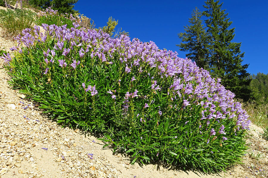 huge clump of shrubby penstemon (Penstemon fruticosus) [Forest Road 7502, Okanogan-Wenatchee National Forest, Chelan County, Washington]