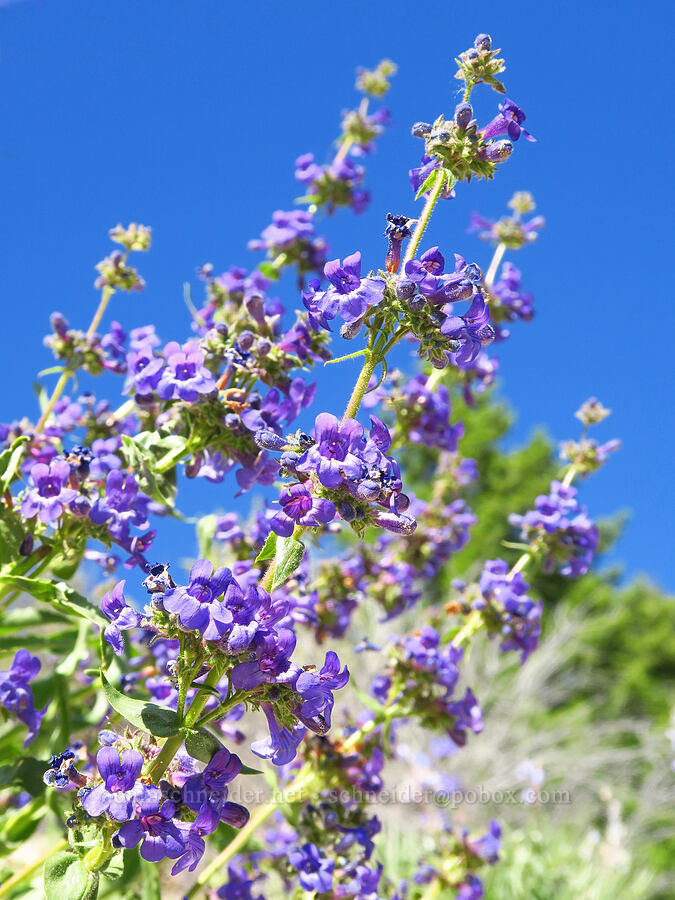 Chelan penstemon (Penstemon pruinosus) [Forest Road 7502, Okanogan-Wenatchee National Forest, Chelan County, Washington]