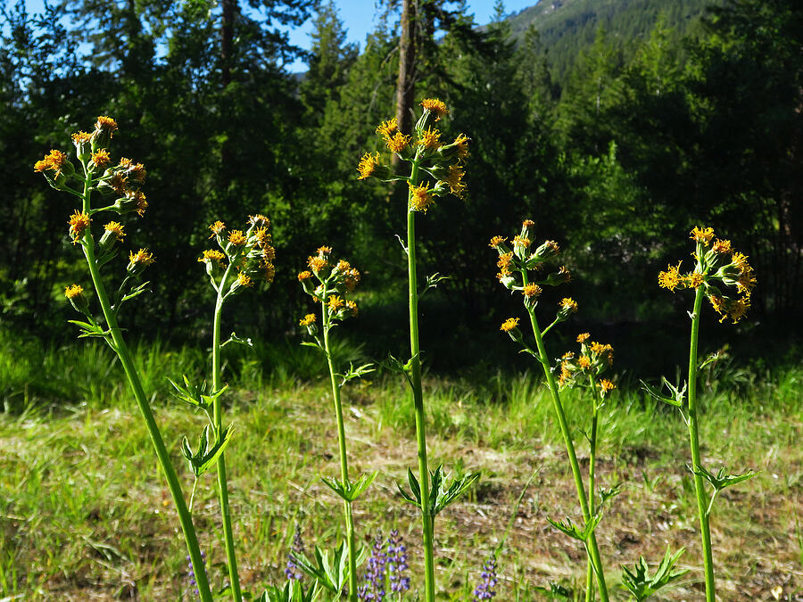 silver-crown luina (Cacaliopsis nardosmia (Cacalia nardosmia)) [Forest Road 7502, Okanogan-Wenatchee National Forest, Chelan County, Washington]