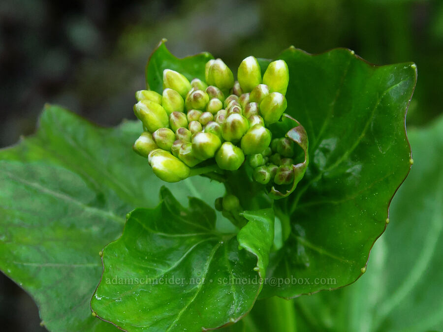 heart-leaf bitter-cress, budding (Cardamine cordifolia) [Forest Road 5200, Okanogan-Wenatchee National Forest, Chelan County, Washington]