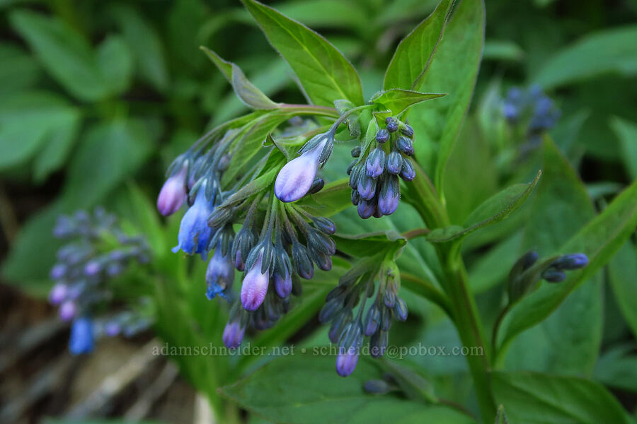 tall bluebells (Mertensia paniculata) [Forest Road 5200, Okanogan-Wenatchee National Forest, Chelan County, Washington]