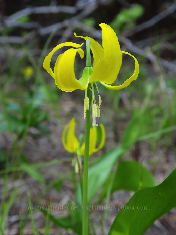 glacier lilies (Erythronium grandiflorum) [Forest Road 5200, Okanogan-Wenatchee National Forest, Chelan County, Washington]