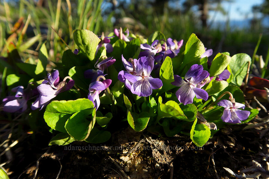 early blue violets (Viola adunca) [west of Forest Road 5200, Okanogan-Wenatchee National Forest, Chelan County, Washington]