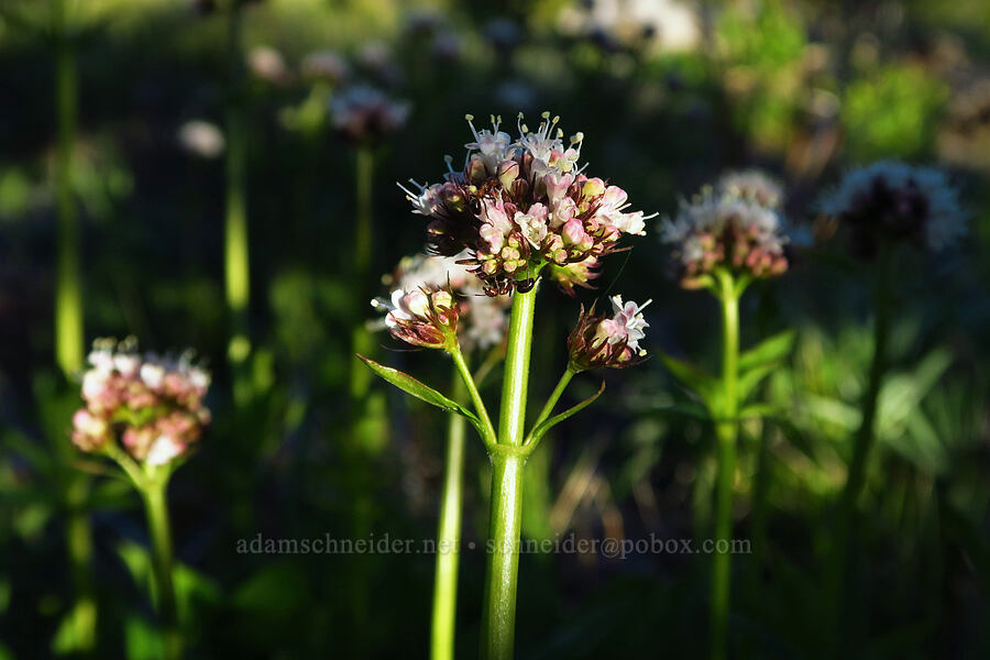 Sitka valerian (Valeriana sitchensis) [west of Forest Road 5200, Okanogan-Wenatchee National Forest, Chelan County, Washington]