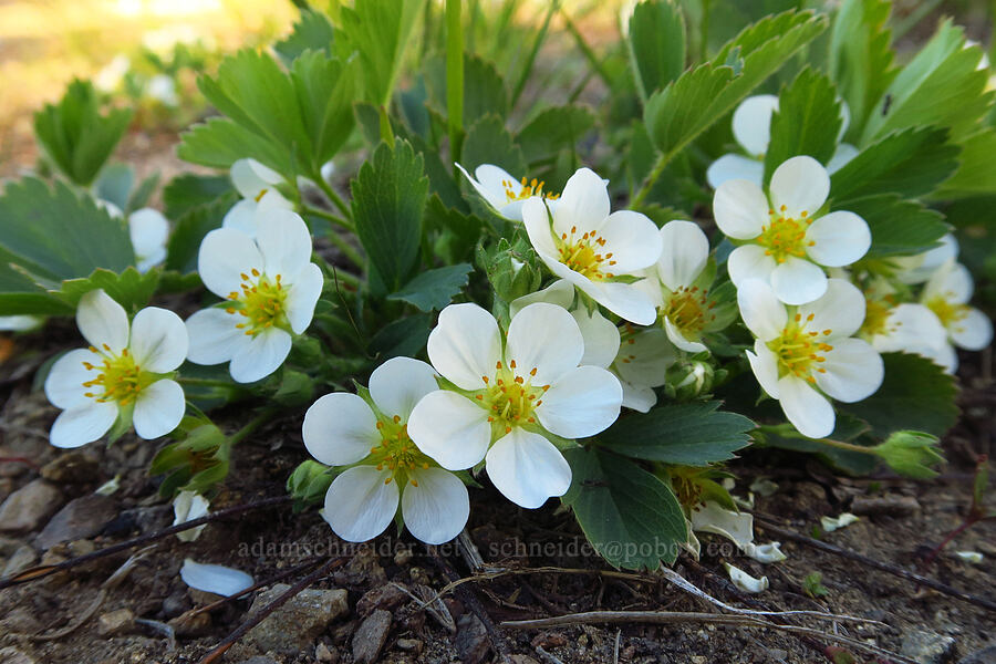 wild strawberry flowers (Fragaria virginiana) [west of Forest Road 5200, Okanogan-Wenatchee National Forest, Chelan County, Washington]