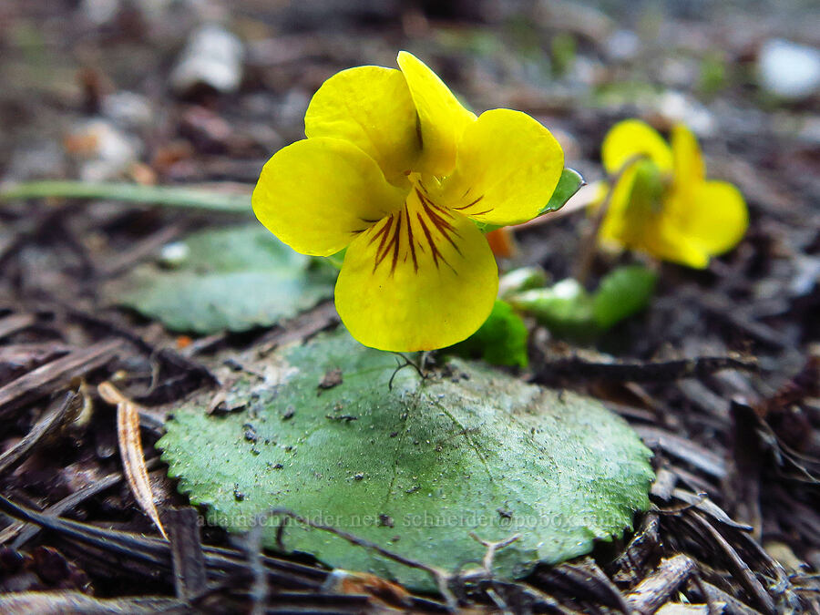 round-leaf violet (Viola orbiculata) [west of Forest Road 5200, Okanogan-Wenatchee National Forest, Chelan County, Washington]