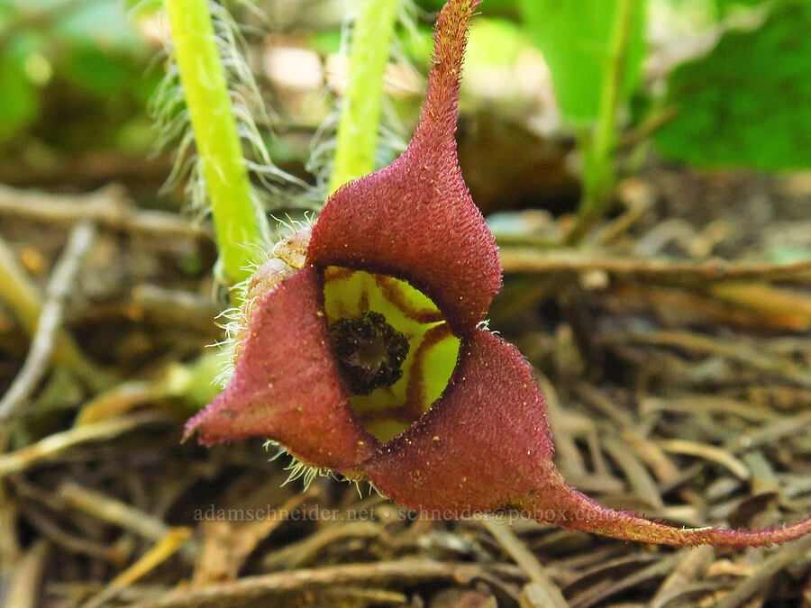 wild ginger (Asarum caudatum) [Echo Basin Trail, Willamette National Forest, Linn County, Oregon]