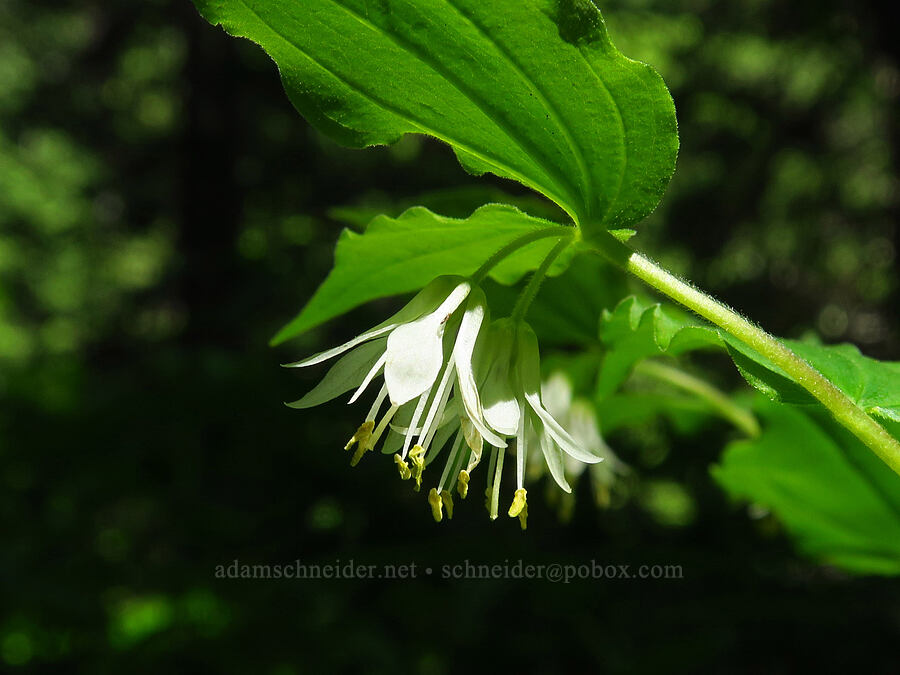 Hooker's fairy bells (Prosartes hookeri (Disporum hookeri)) [Echo Basin Trail, Willamette National Forest, Linn County, Oregon]