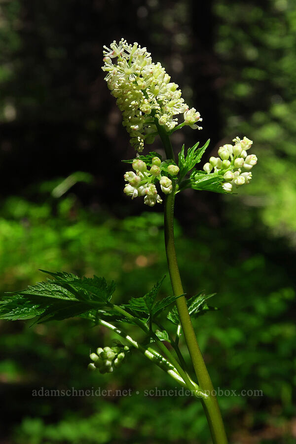 baneberry flowers (Actaea rubra) [Echo Basin Trail, Willamette National Forest, Linn County, Oregon]