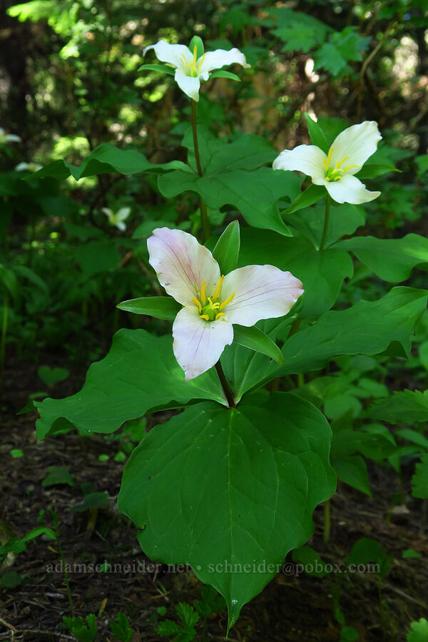 western trillium (Trillium ovatum) [Echo Basin Trail, Willamette National Forest, Linn County, Oregon]