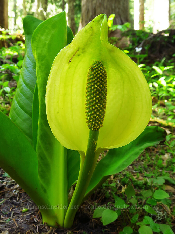 skunk cabbage (Lysichiton americanus) [Echo Basin Trail, Willamette National Forest, Linn County, Oregon]