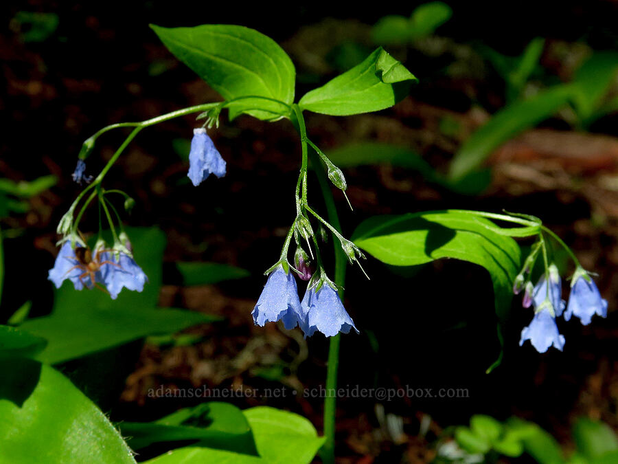 Oregon bluebells (Mertensia bella) [Echo Basin Trail, Willamette National Forest, Linn County, Oregon]