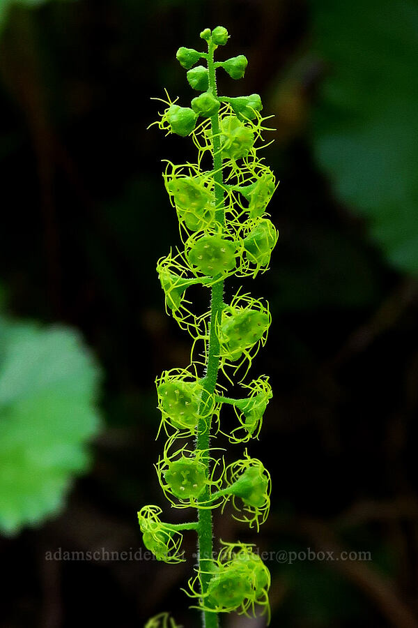 Brewer's mitrewort (Brewerimitella breweri (Pectiantia breweri) (Mitella breweri)) [Echo Basin Trail, Willamette National Forest, Linn County, Oregon]