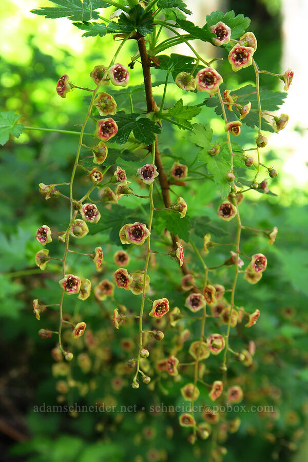 prickly currant flowers (Ribes lacustre) [Echo Basin Trail, Willamette National Forest, Linn County, Oregon]