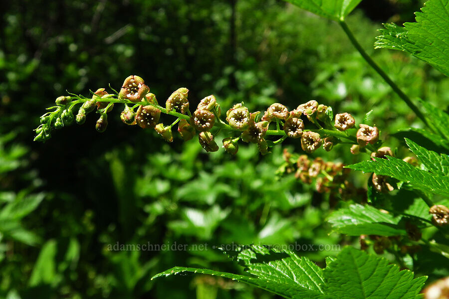 stink currant flowers (Ribes bracteosum) [Echo Basin Trail, Willamette National Forest, Linn County, Oregon]