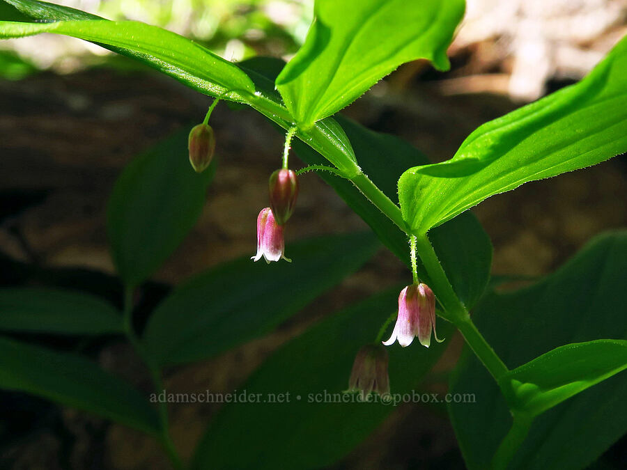 rosy twisted-stalk (Streptopus lanceolatus (Streptopus roseus)) [Echo Basin Trail, Willamette National Forest, Linn County, Oregon]