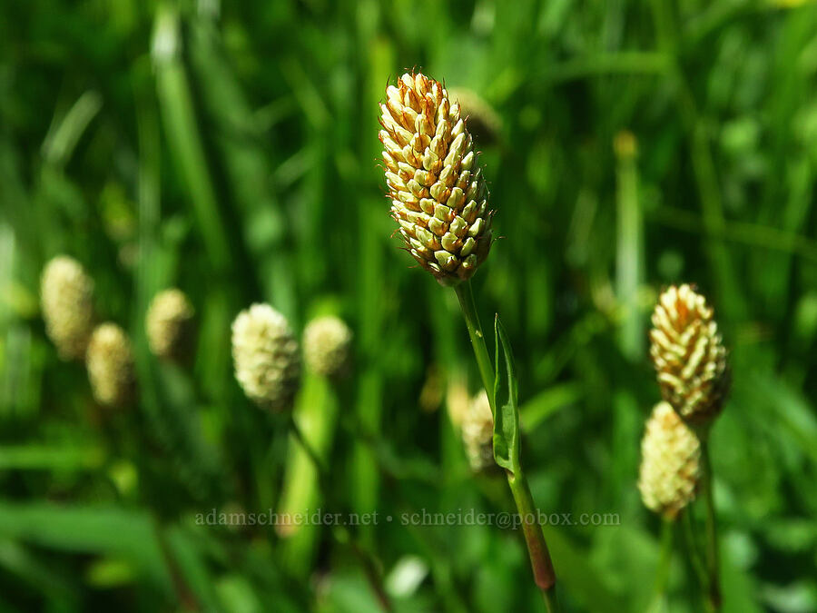 western bistort, budding (Bistorta bistortoides (Polygonum bistortoides)) [Echo Basin, Willamette National Forest, Linn County, Oregon]