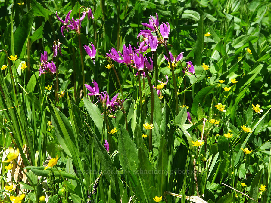 tall mountain shooting-stars & mountain buttercups (Dodecatheon jeffreyi (Primula jeffreyi), Ranunculus populago) [Echo Basin, Willamette National Forest, Linn County, Oregon]