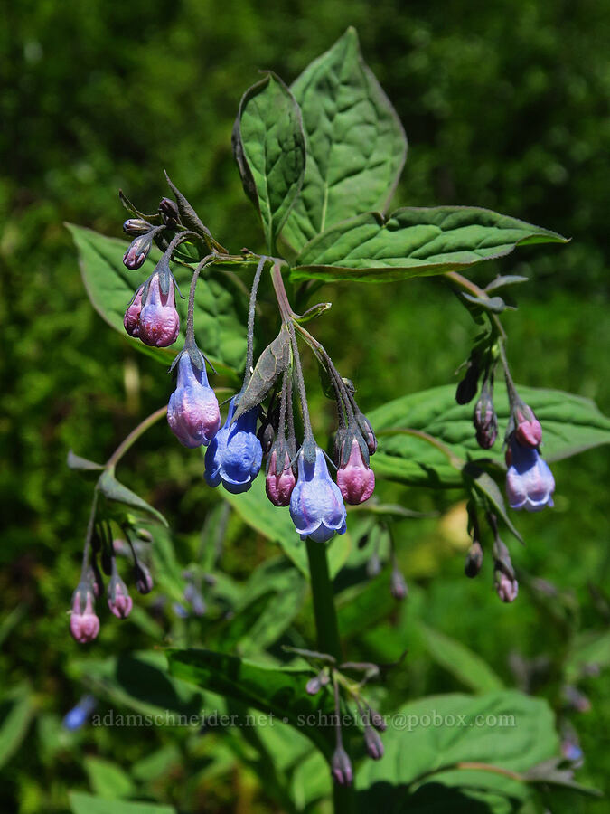 tall bluebells (Mertensia paniculata) [Echo Basin, Willamette National Forest, Linn County, Oregon]