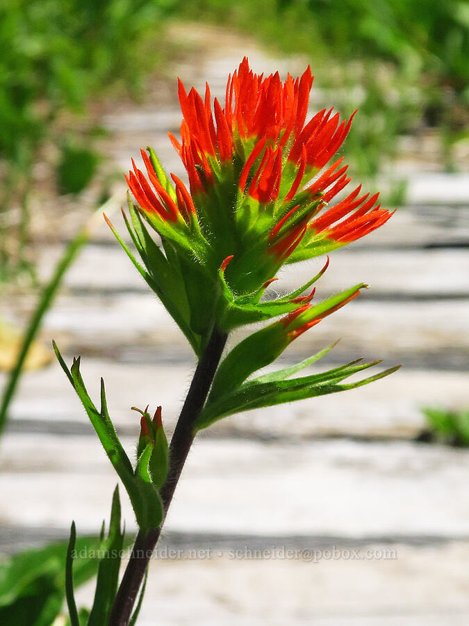 Suksdorf's paintbrush (Castilleja suksdorfii) [Echo Basin, Willamette National Forest, Linn County, Oregon]