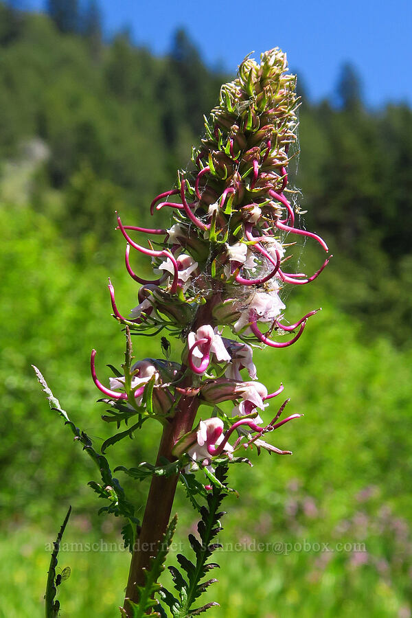 elephant's-head lousewort (Pedicularis groenlandica) [Echo Basin, Willamette National Forest, Linn County, Oregon]