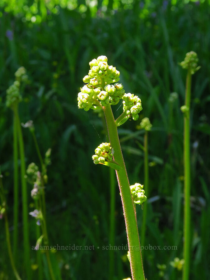 Oregon saxifrage (Micranthes oregana (Saxifraga oregana)) [Echo Basin, Willamette National Forest, Linn County, Oregon]