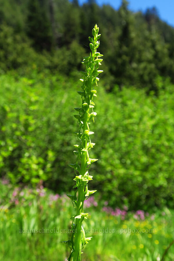 slender bog orchid (Platanthera stricta (Piperia stricta)) [Echo Basin, Willamette National Forest, Linn County, Oregon]