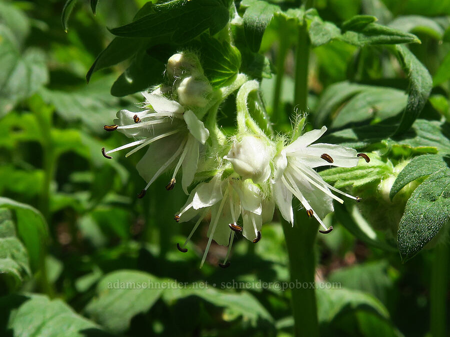 Fendler's waterleaf (Hydrophyllum fendleri var. albifrons (Hydrophyllum albifrons)) [Echo Basin, Willamette National Forest, Linn County, Oregon]