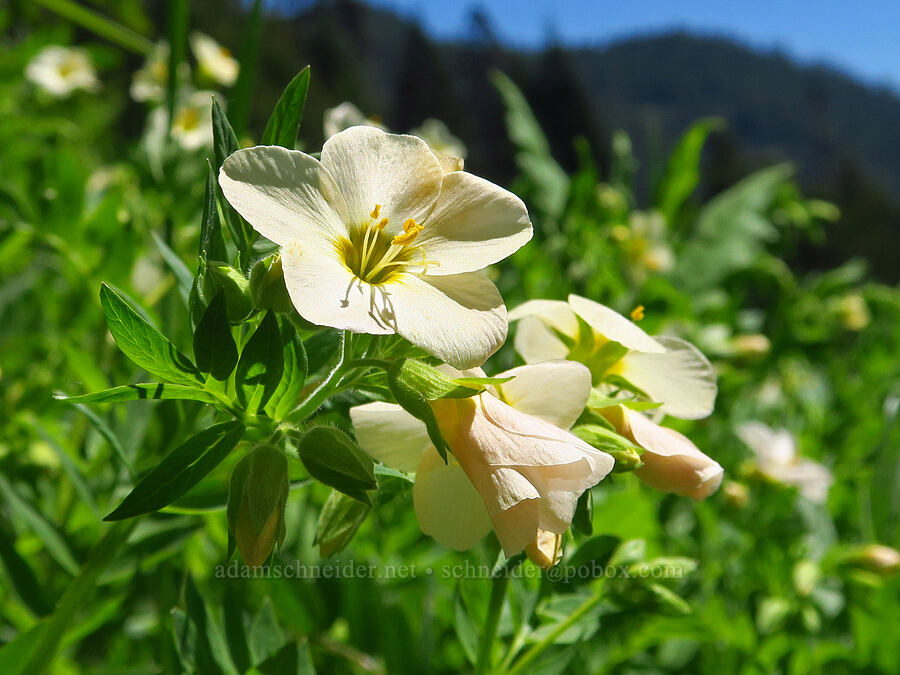 Oregon Jacob's-ladder (Polemonium carneum) [Echo Basin, Willamette National Forest, Linn County, Oregon]