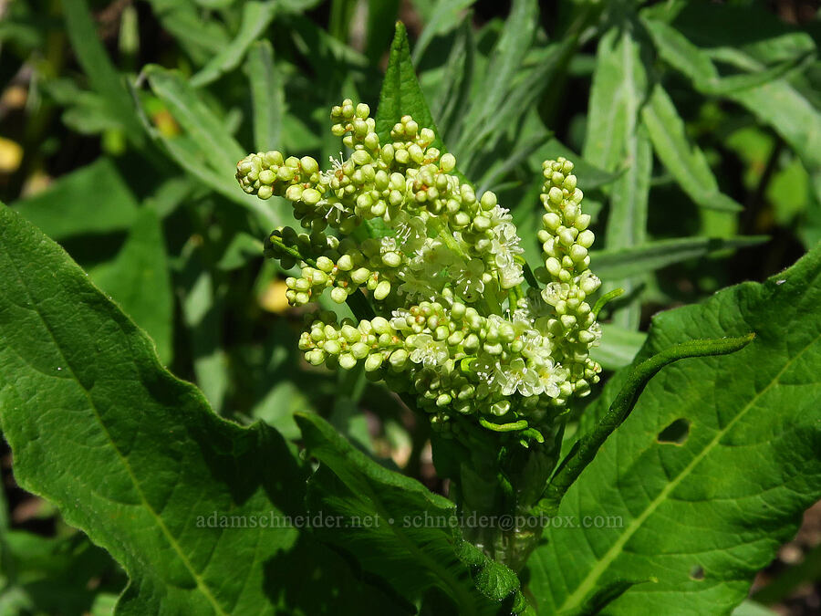 alpine knotweed (Aconogonon phytolaccifolium (Koenigia phytolaccifolia)) [Echo Basin, Willamette National Forest, Linn County, Oregon]