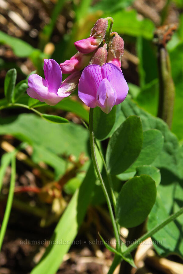 Sierra pea-vine (Lathyrus nevadensis) [Echo Basin, Willamette National Forest, Linn County, Oregon]