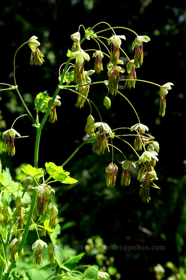 western meadow-rue, male flowers (Thalictrum occidentale) [Echo Basin, Willamette National Forest, Linn County, Oregon]