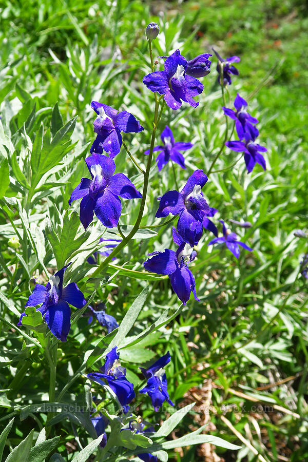 Menzies' larkspur (Delphinium menziesii) [Echo Basin, Willamette National Forest, Linn County, Oregon]