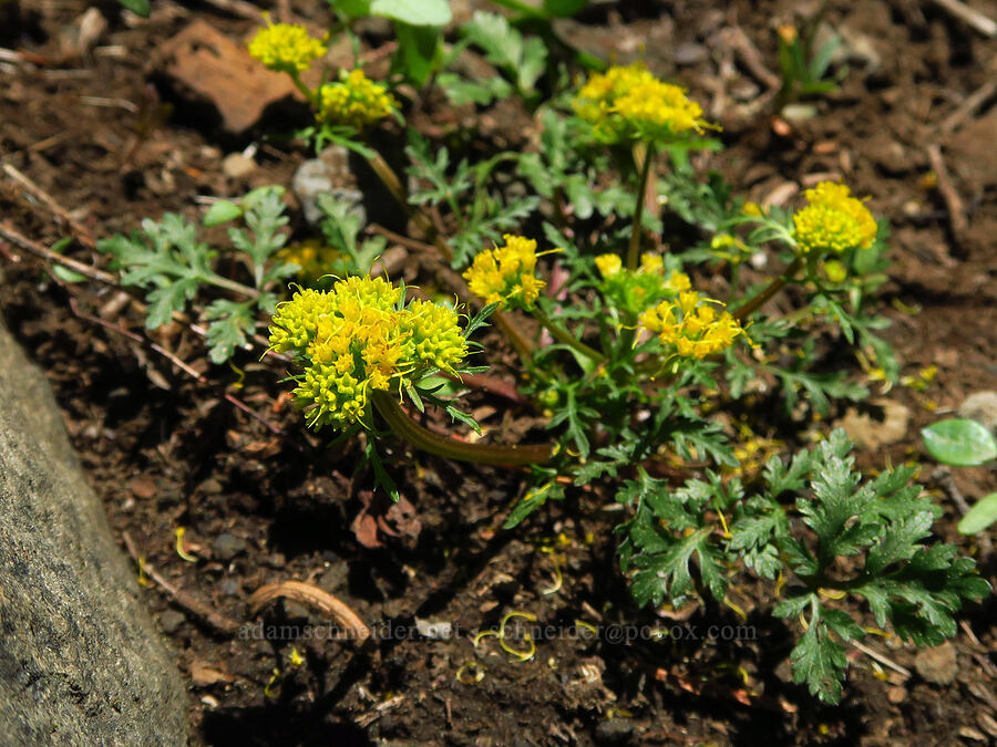 northern sanicle (Sanicula graveolens) [Echo Basin, Willamette National Forest, Linn County, Oregon]