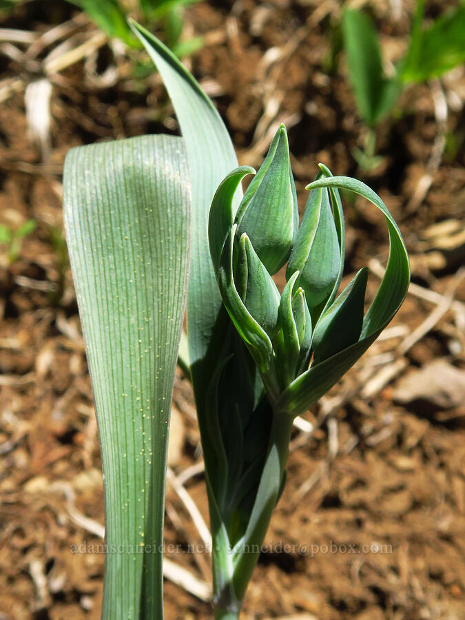 subalpine mariposa lily, budding (Calochortus subalpinus) [Echo Basin, Willamette National Forest, Linn County, Oregon]