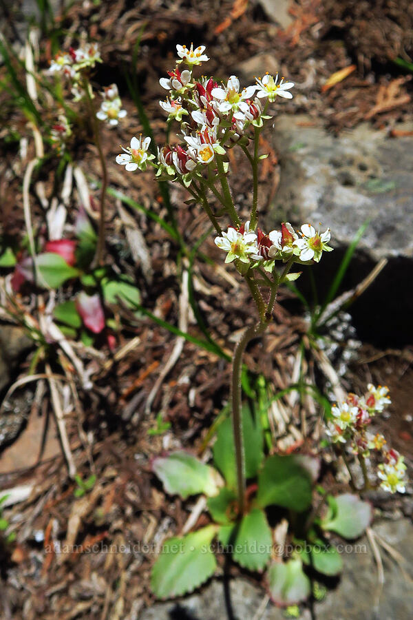 western saxifrage (Micranthes occidentalis (Saxifraga occidentalis)) [North Peak, Willamette National Forest, Linn County, Oregon]