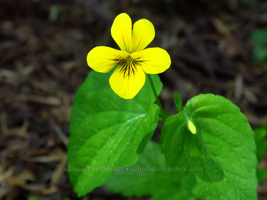 pioneer violet (Viola glabella) [North Peak, Willamette National Forest, Linn County, Oregon]