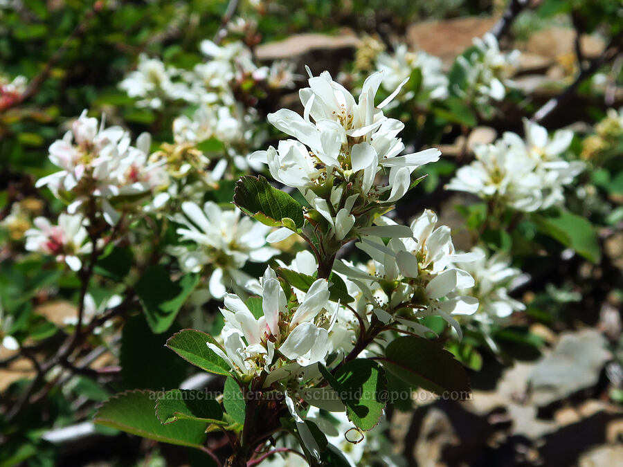 serviceberry (Amelanchier alnifolia) [North Peak, Willamette National Forest, Linn County, Oregon]