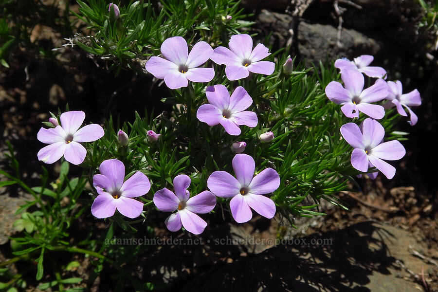 spreading phlox (Phlox diffusa) [North Peak, Willamette National Forest, Linn County, Oregon]