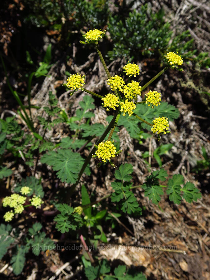 Cascade desert parsley (Lomatium martindalei) [North Peak, Willamette National Forest, Linn County, Oregon]