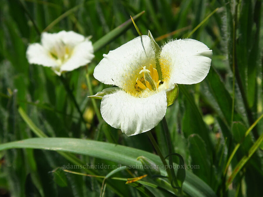 subalpine mariposa lilies (Calochortus subalpinus) [North Peak, Willamette National Forest, Linn County, Oregon]