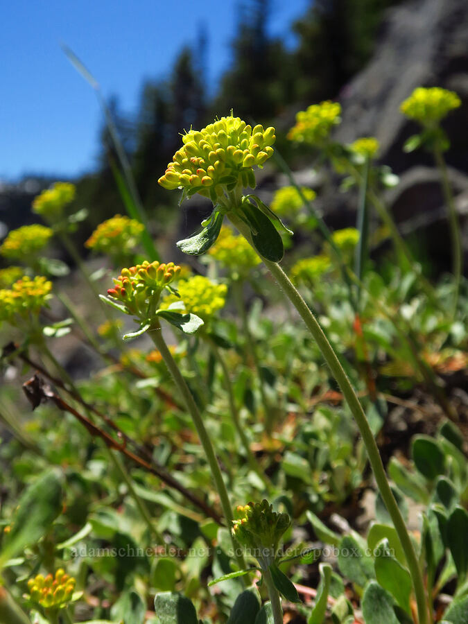 Haussknecht's buckwheat (Eriogonum umbellatum var. haussknechtii (Eriogonum haussknechtii)) [North Peak, Willamette National Forest, Linn County, Oregon]