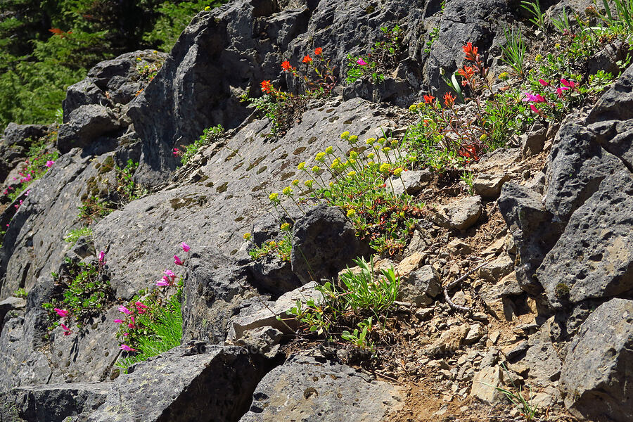 wildflowers (Eriogonum umbellatum var. haussknechtii (Eriogonum haussknechtii), Penstemon rupicola, Castilleja hispida) [North Peak, Willamette National Forest, Linn County, Oregon]