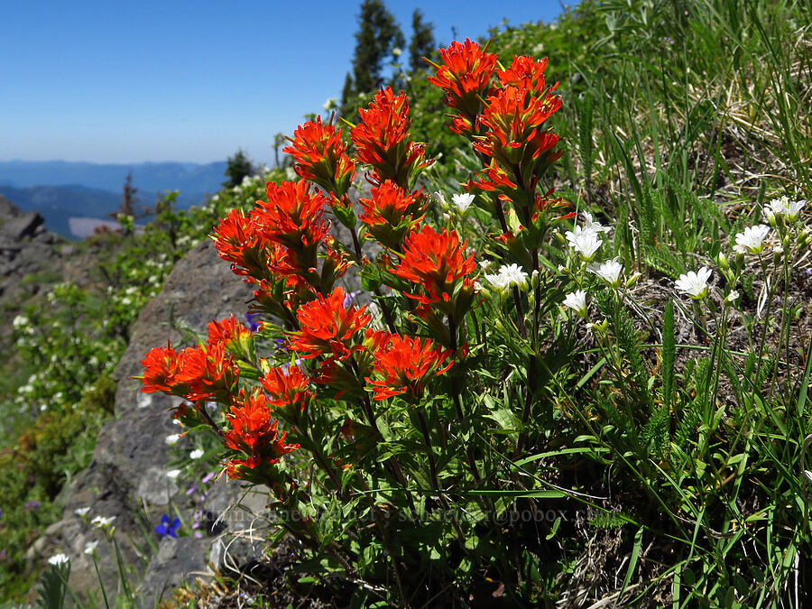 harsh paintbrush & field chickweed (Castilleja hispida, Cerastium arvense) [Peak 5762, Willamette National Forest, Linn County, Oregon]