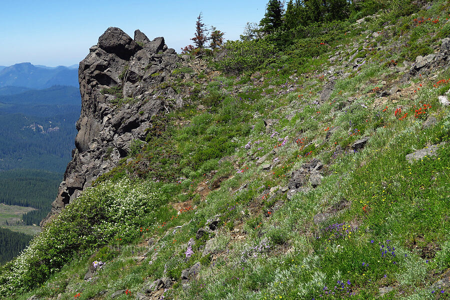 wildflowers (Castilleja hispida, Phlox diffusa, Delphinium menziesii, Calochortus subalpinus, Drymocallis glandulosa (Potentilla glandulosa)) [Peak 5762, Willamette National Forest, Linn County, Oregon]