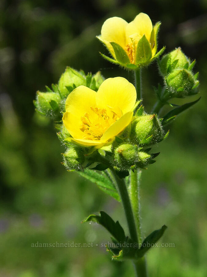 sticky cinquefoil (Drymocallis glandulosa var. glandulosa (Potentilla glandulosa)) [Peak 5762, Willamette National Forest, Linn County, Oregon]